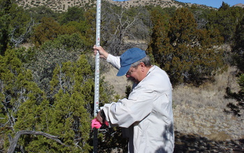 A scientist measures the heights of juniper trees as part of a Sevilleta LTER study.